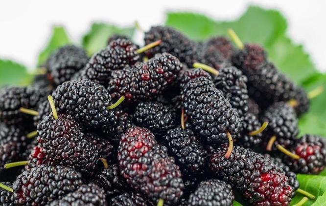 桑葚烘干之江蘇常州案例 桑葚烘干之江蘇常州案例